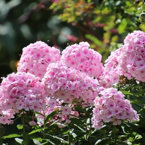Flox metlinatý - Phlox paniculata ´FLAME PRO SOFT PINK´, kont. P9